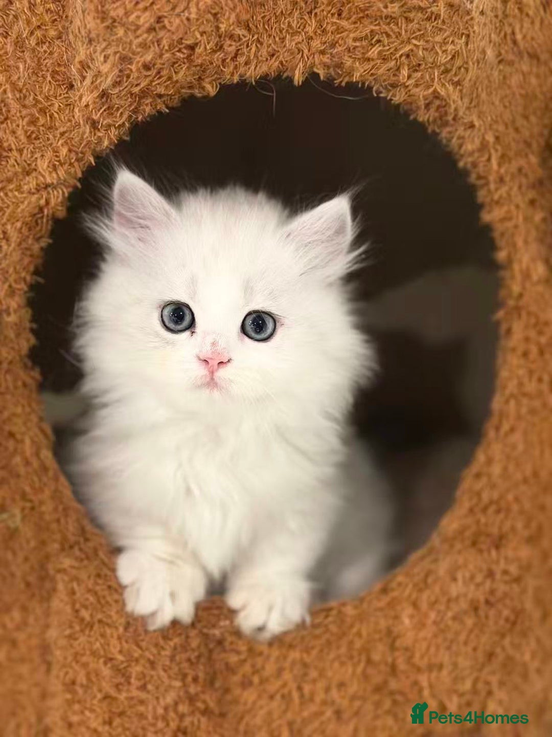 Munchkin cats for sale: Super stunning & rare Minuet - Image 10