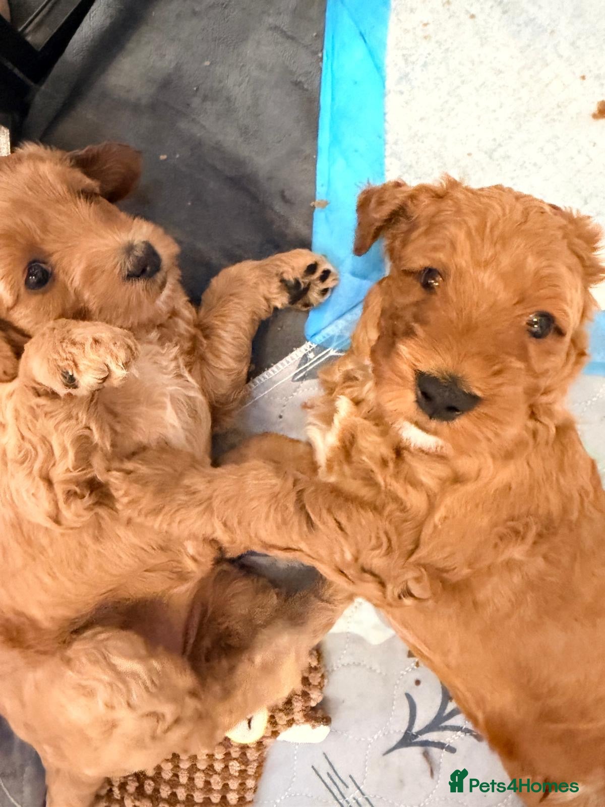 Double Doodle dogs Two Beautiful Double Doodle Puppies – Boy & Girl - Advert 1