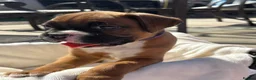 Boxer dogs for sale: Stunning litter of adorable boxer Puppies - Advert 32