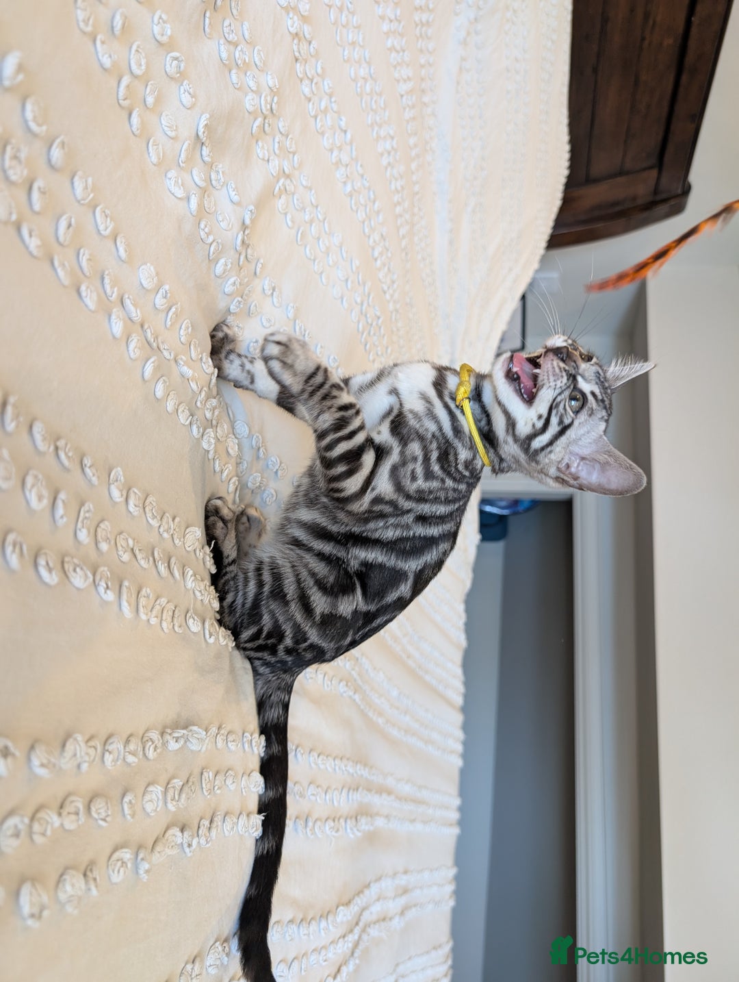 Bengal cats for sale: 🤍🖤🩶 Bengal Kittens 🩶🖤🤍 in Barnoldswick - Image 8