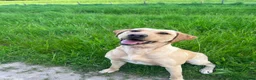 Labrador Retriever dogs for sale: Labrador puppies  - Advert 5
