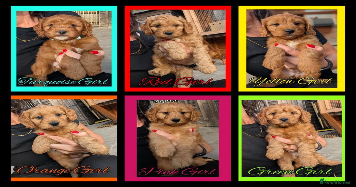 Toy terrier dog Puppies for sale | Pets4Homes