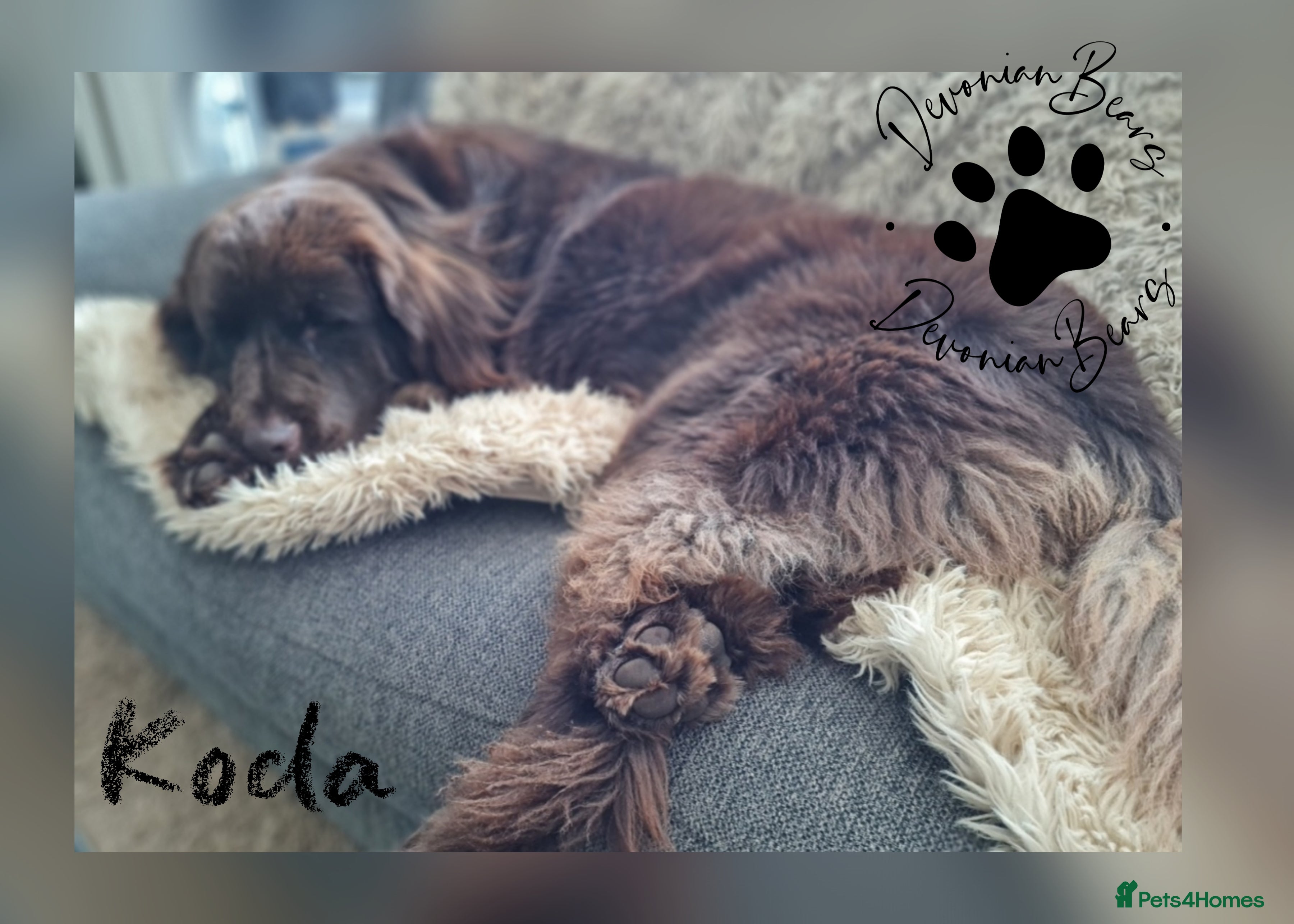 Newfoundland dogs FULLY Health tested Newfoundlands  - Advert 2