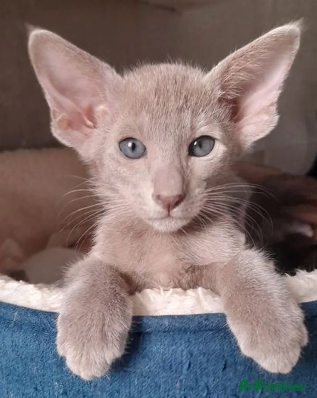 Oriental cats for sale: Supreme pedigree Lilac Oriental kittens GCCF reg - Advert 16
