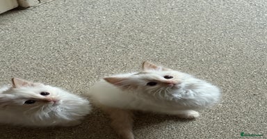 Ragdoll cats - Advert 4