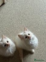 Ragdoll cats - Advert 3