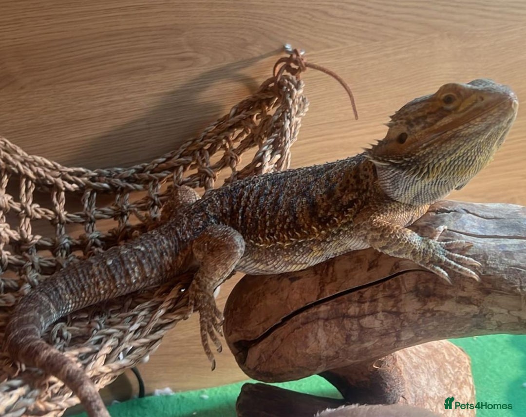 Bearded Dragon reptiles for sale: Bearded Dragon, beautiful female 3yrs old - Advert 1
