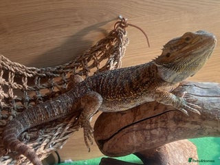 Bearded Dragon reptiles Bearded Dragon, beautiful female 3yrs old - Advert 1