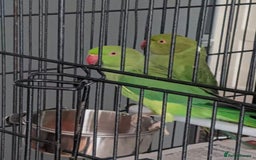 Parrots birds for sale: LOVELY PARR0TS WITH CAGE - Image 1