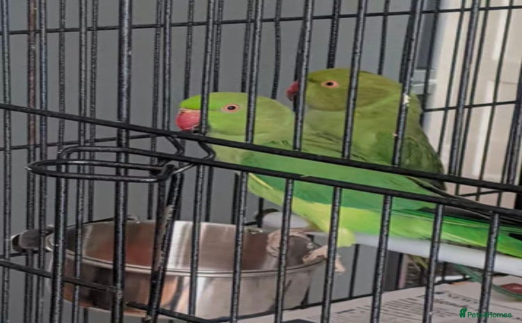 Parrots birds - Advert 1