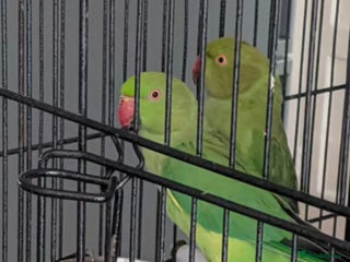Parrots birds - Advert 10