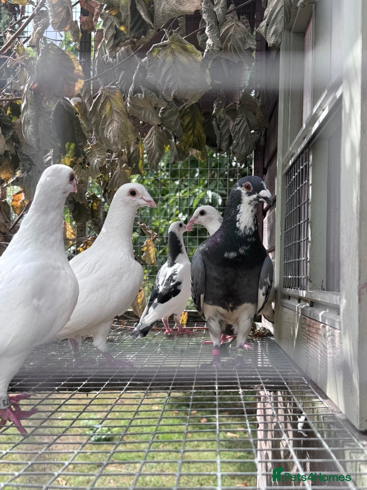 Pigeons birds Homing pigeons  - Advert 1