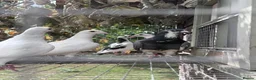 Pigeons birds for sale: Homing pigeons  - Advert 1