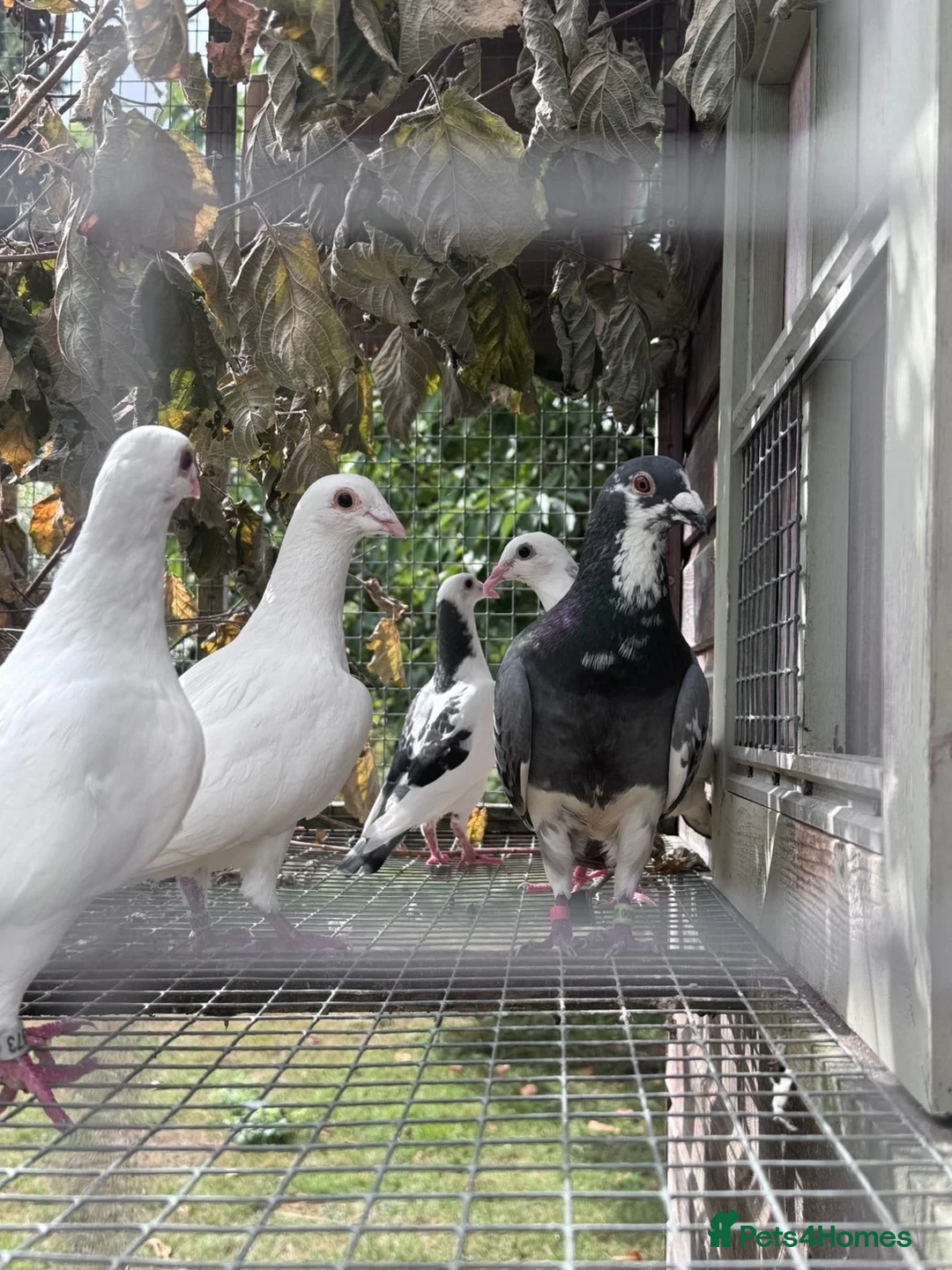 Pigeons birds for sale: Homing pigeons  - Advert 1