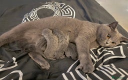 British Shorthair cats for sale: ✨British Shorthair GCCF 5 generation Pedigree✨ - Advert 10