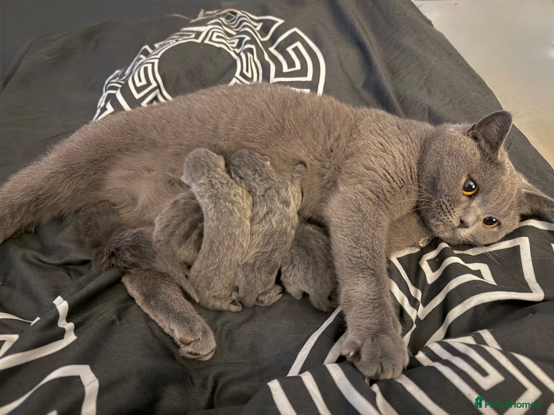 British Shorthair cats for sale: ✨British Shorthair GCCF 5 generation Pedigree✨ - Advert 10