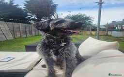 Labradoodle dogs for stud: Bigby - Image 6