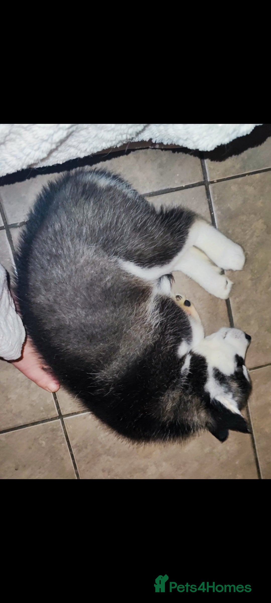 Utonagan dogs for sale: Maliky/ huskymute puppies  - Advert 8