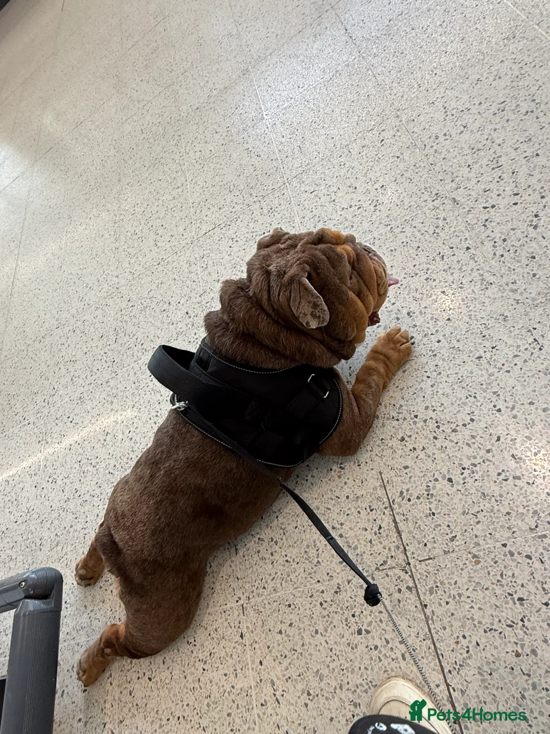 English Bulldog dogs for stud: English bulldog TRUE HEADTURNER  - Advert 2