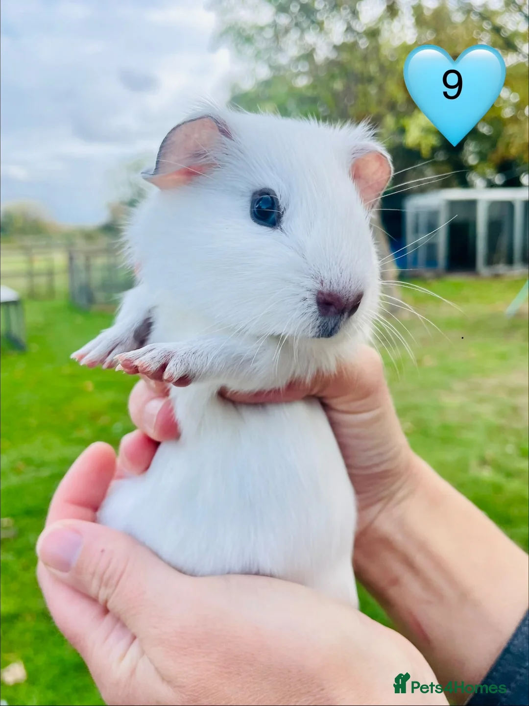 Guinea Pig rodents for sale: Californian Guinea pigs - Advert 9