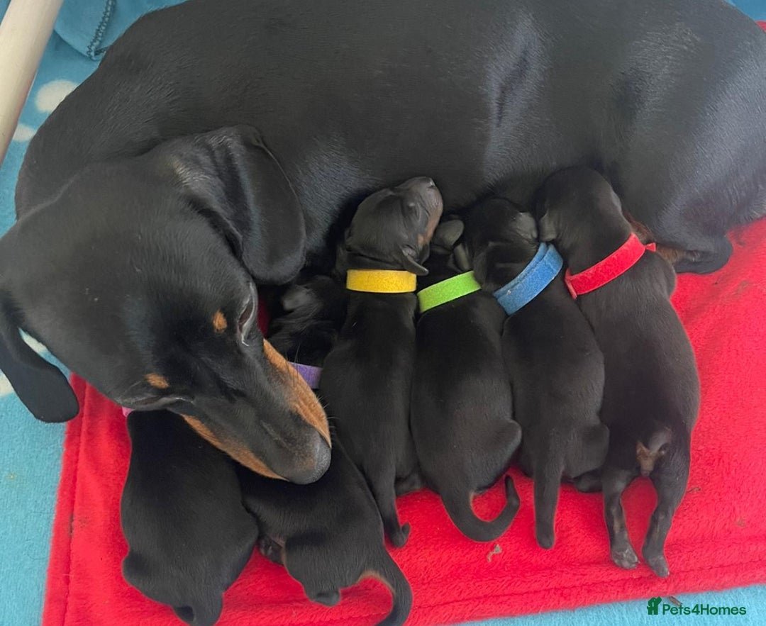 Miniature Dachshund dogs for stud: 27 champions prince Rolo  - Advert 10