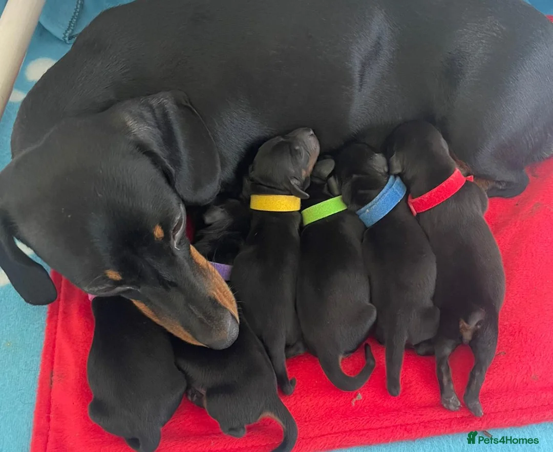 Miniature Dachshund dogs for stud: 27 champions prince Rolo  - Advert 10