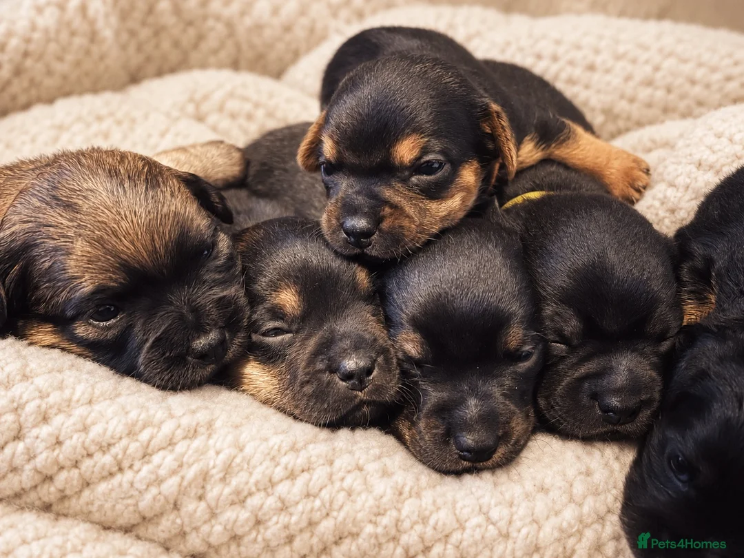 Chiweenie dogs for sale: 8 beautiful chiweenie‘s for sale - Advert 1
