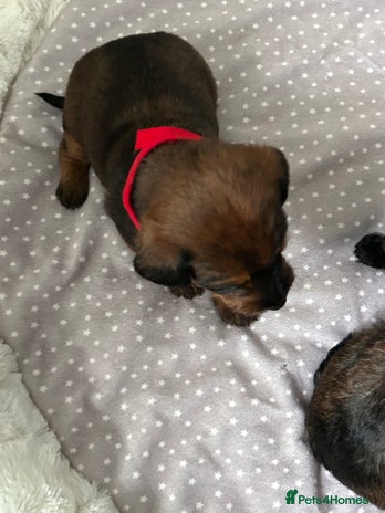 Jackapoo Dogs Breed - Information, Temperament, Size & Price | Pets4Homes