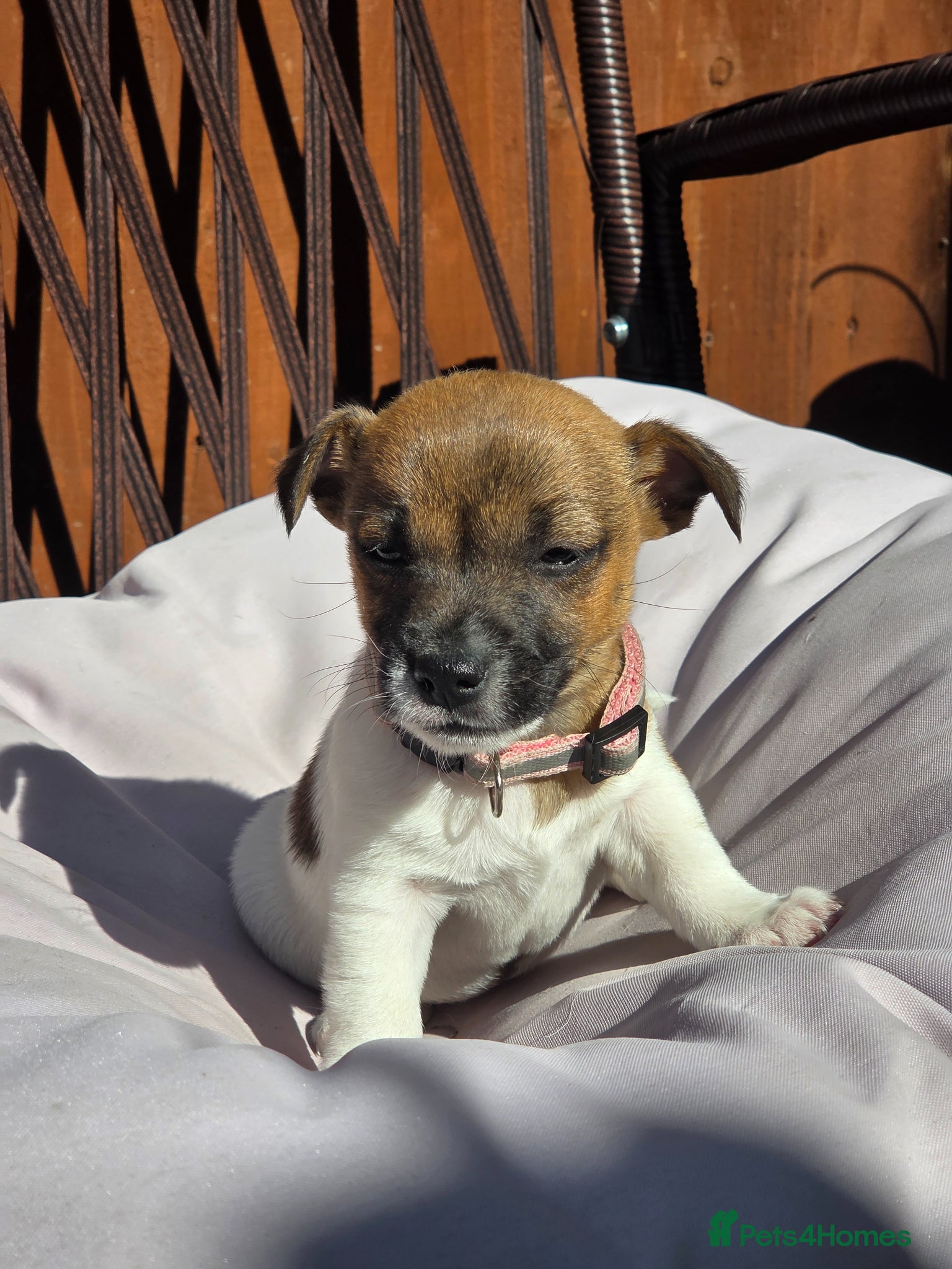 Jack Russell dogs  short leg and smooth coat jack russell puppies  - Advert 11