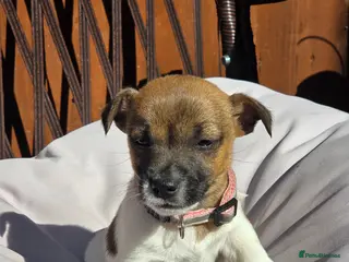 Jack Russell dogs short leg and smooth coat jack russell puppies - Advert 8