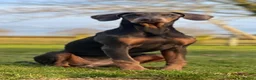 Dobermann dogs for sale: Blue female Doberman 6 months old - Advert 7