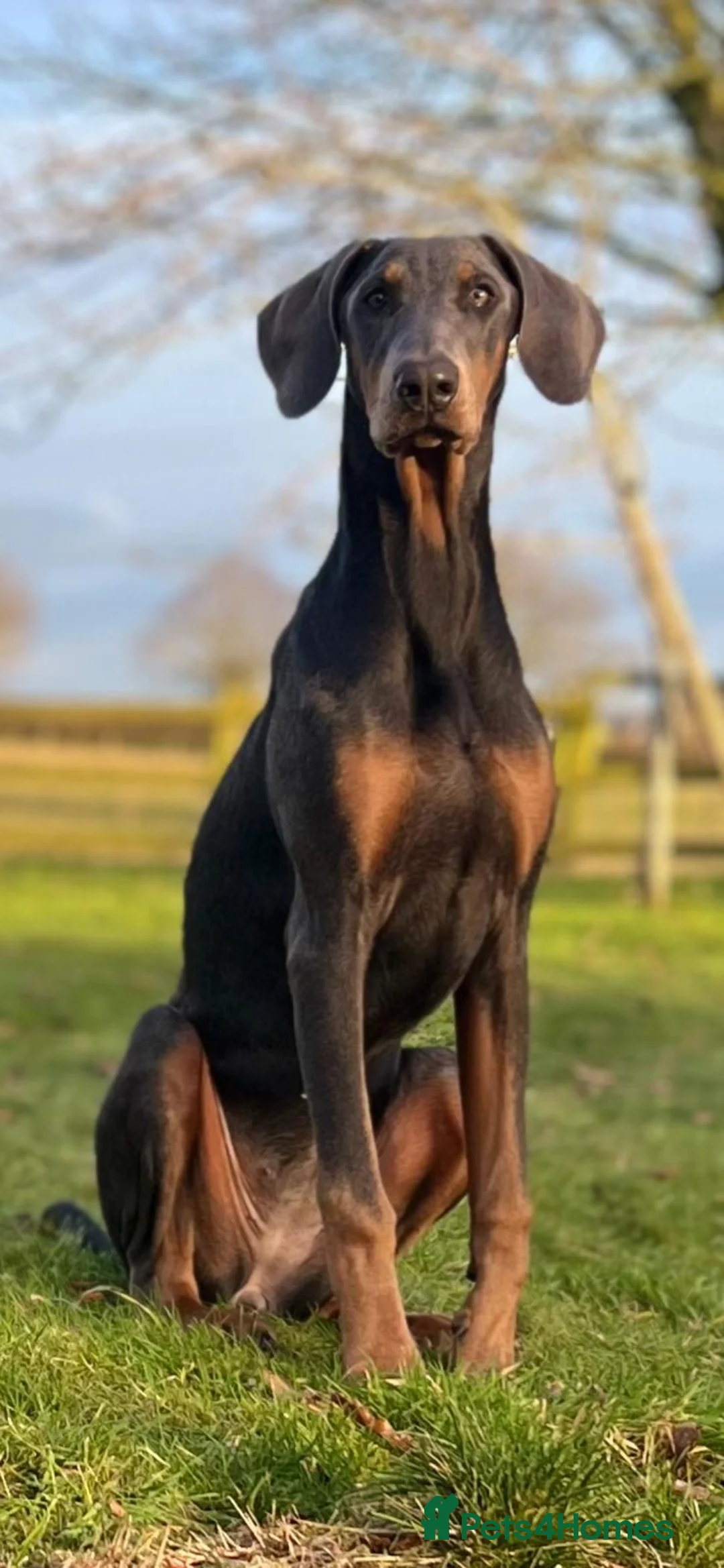 Dobermann dogs for sale: Blue female Doberman 6 months old - Advert 7