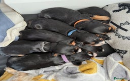 Cocker Spaniel dogs for sale: Male Working Cocker Spaniel Puppies for sale - Image 6