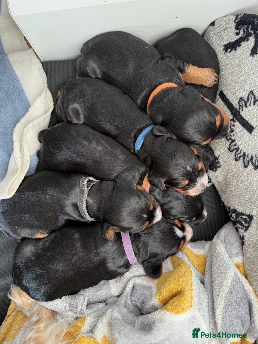Cocker Spaniel dogs for sale: Male Working Cocker Spaniel Puppies for sale - Image 6