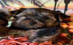 Yorkshire Terrier dogs for sale: Beautiful Pedigree Yorkshire Terrier puppies. - Advert 14