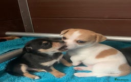 Jack Russell dogs for sale: Exceptional litter of miniature Jack RussellS - Image 25