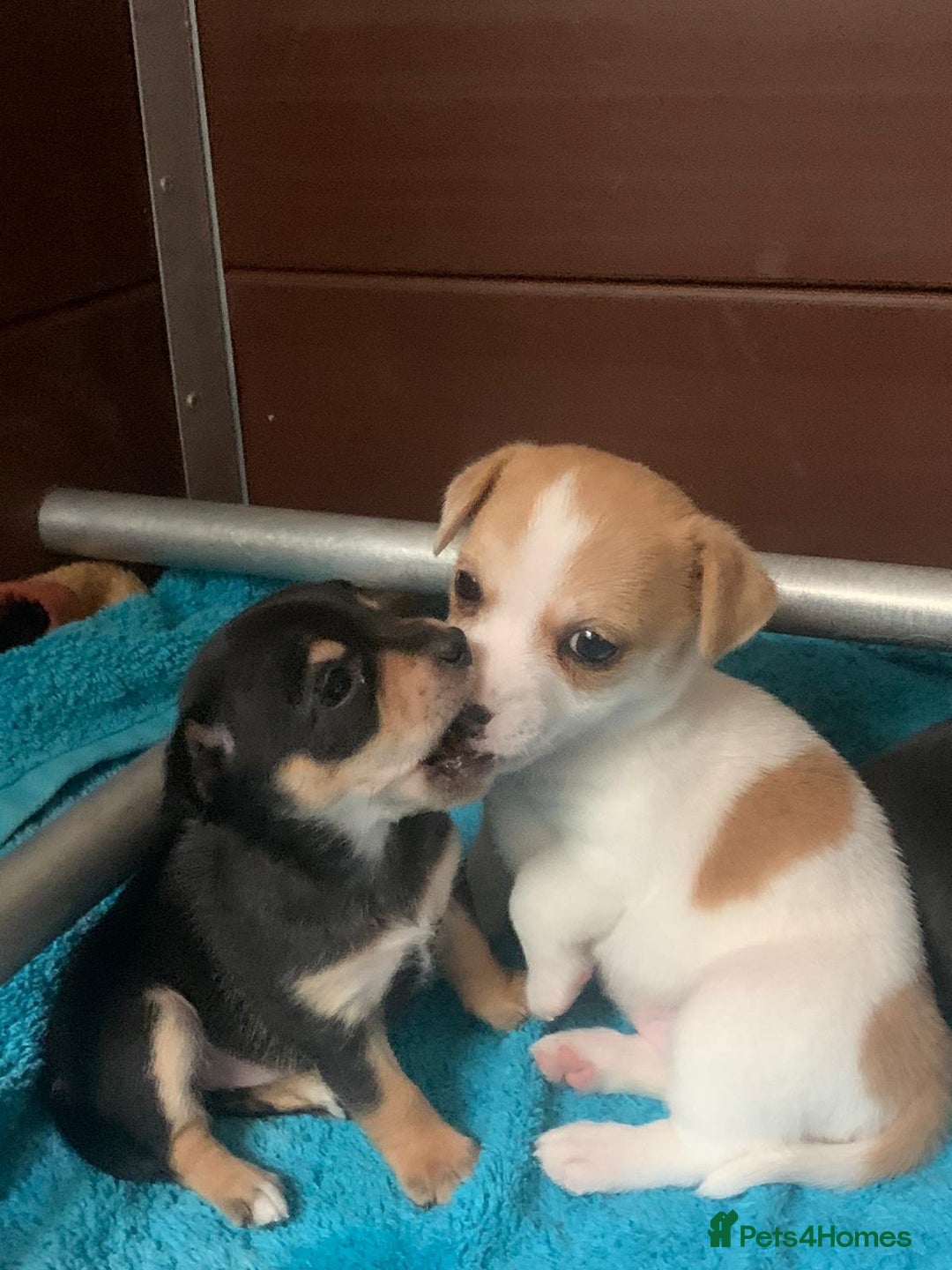 Jack Russell dogs for sale: Exceptional litter of miniature Jack RussellS - Image 25