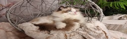 Ragdoll cats for sale: Quality Tica reg Ragdoll kittens  - Advert 1