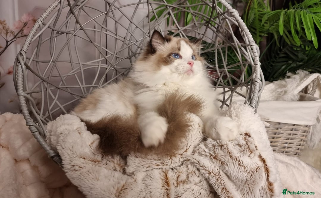 Ragdoll cats for sale: Quality Tica reg Ragdoll kittens  - Advert 1