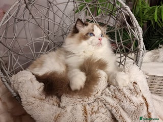 Ragdoll cats Quality Tica reg Ragdoll kittens - Advert 4