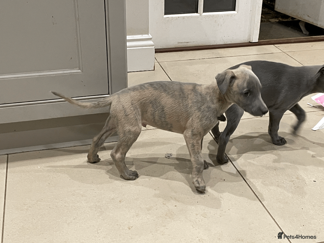 Whippet dogs for sale: Whippet puppies Northamptonshire - Image 11