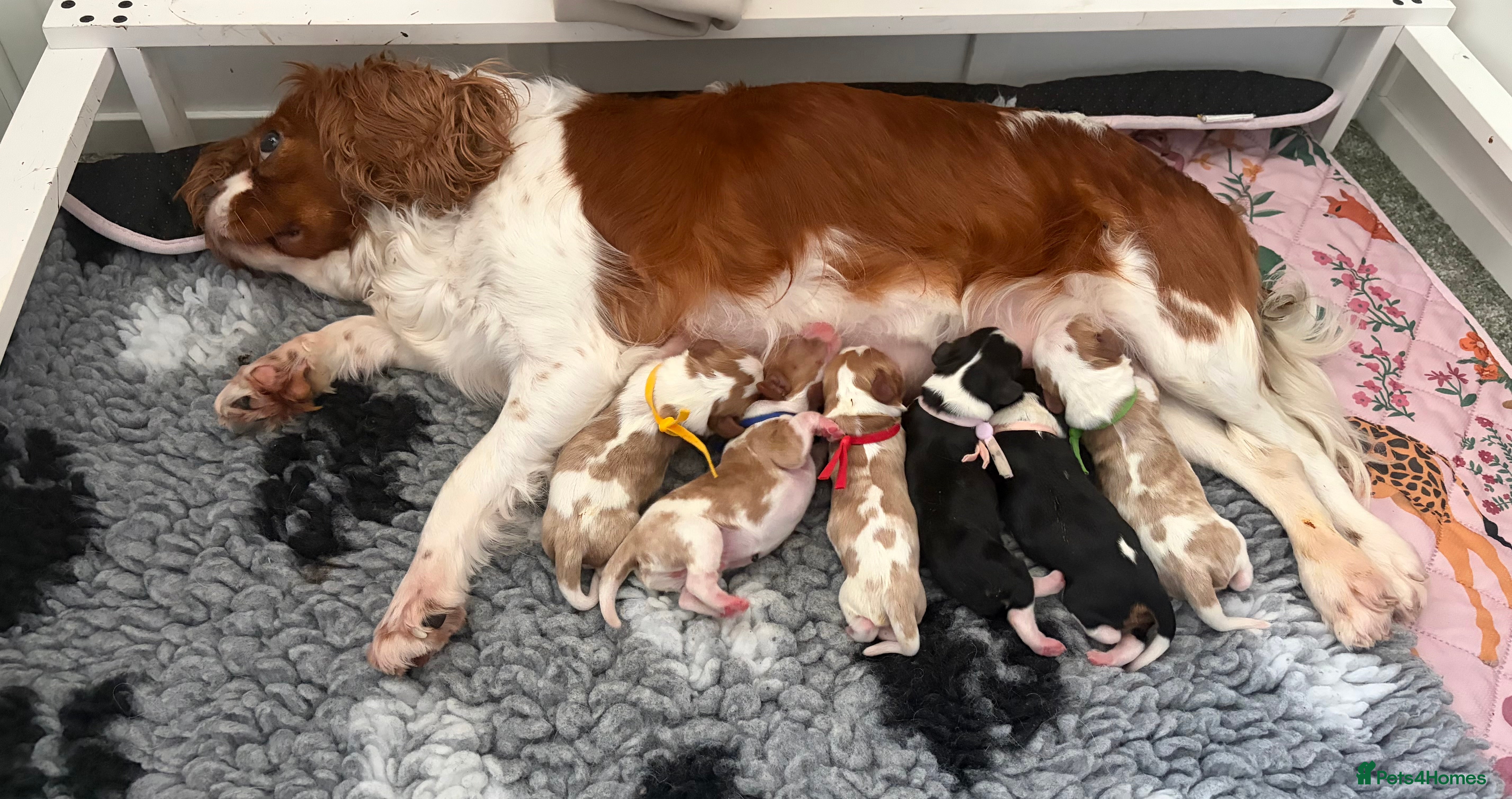 Cavalier King Charles Spaniel dogs Beautiful KC Registered Cavalier King Charles Pups - Advert 2