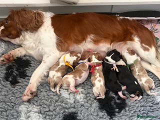Cavalier King Charles Spaniel dogs Beautiful KC Registered Cavalier King Charles Pups - Advert 5