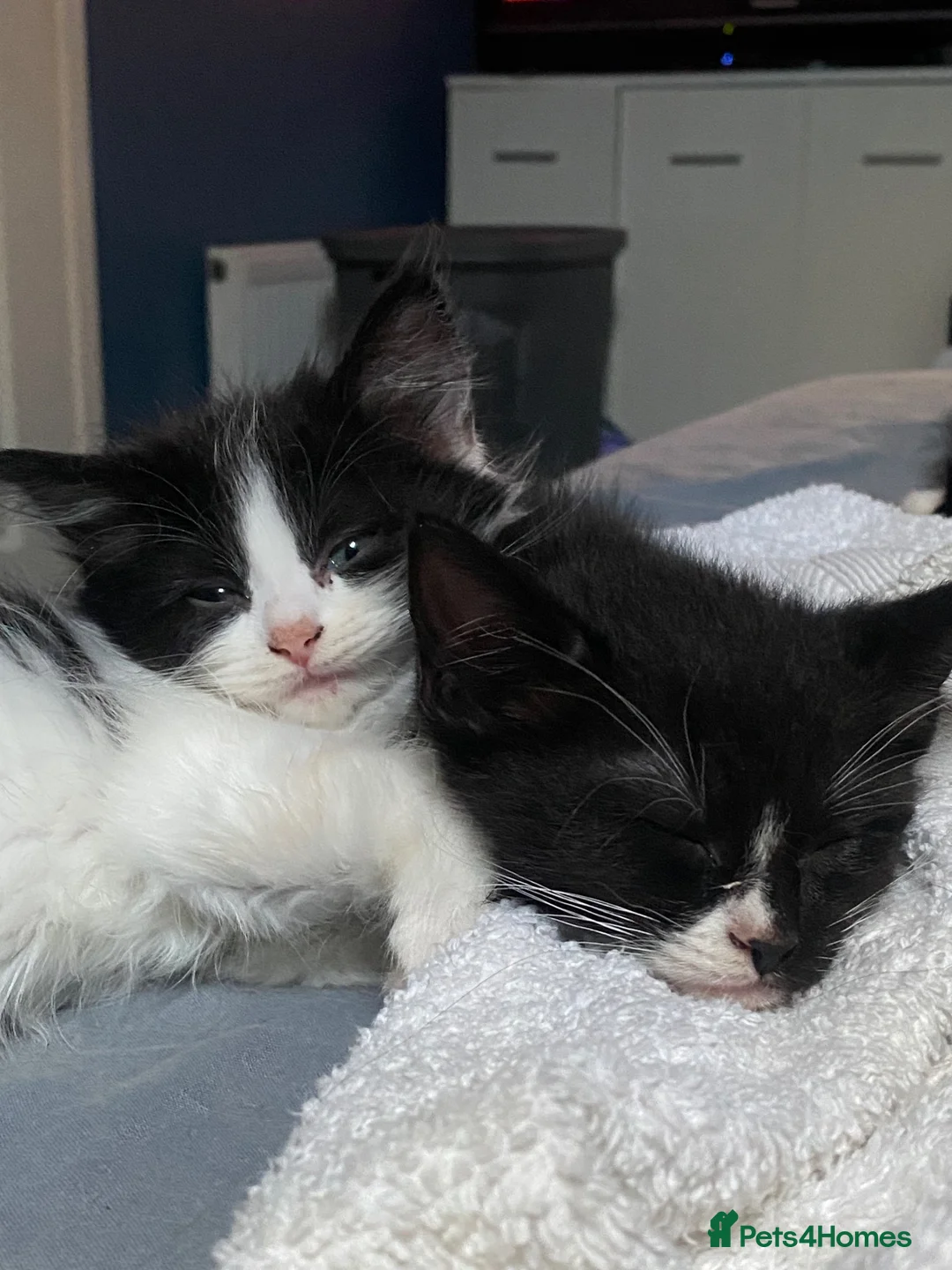Ragdoll cats for sale: 3 Ragdoll cross boy kittens - Advert 12