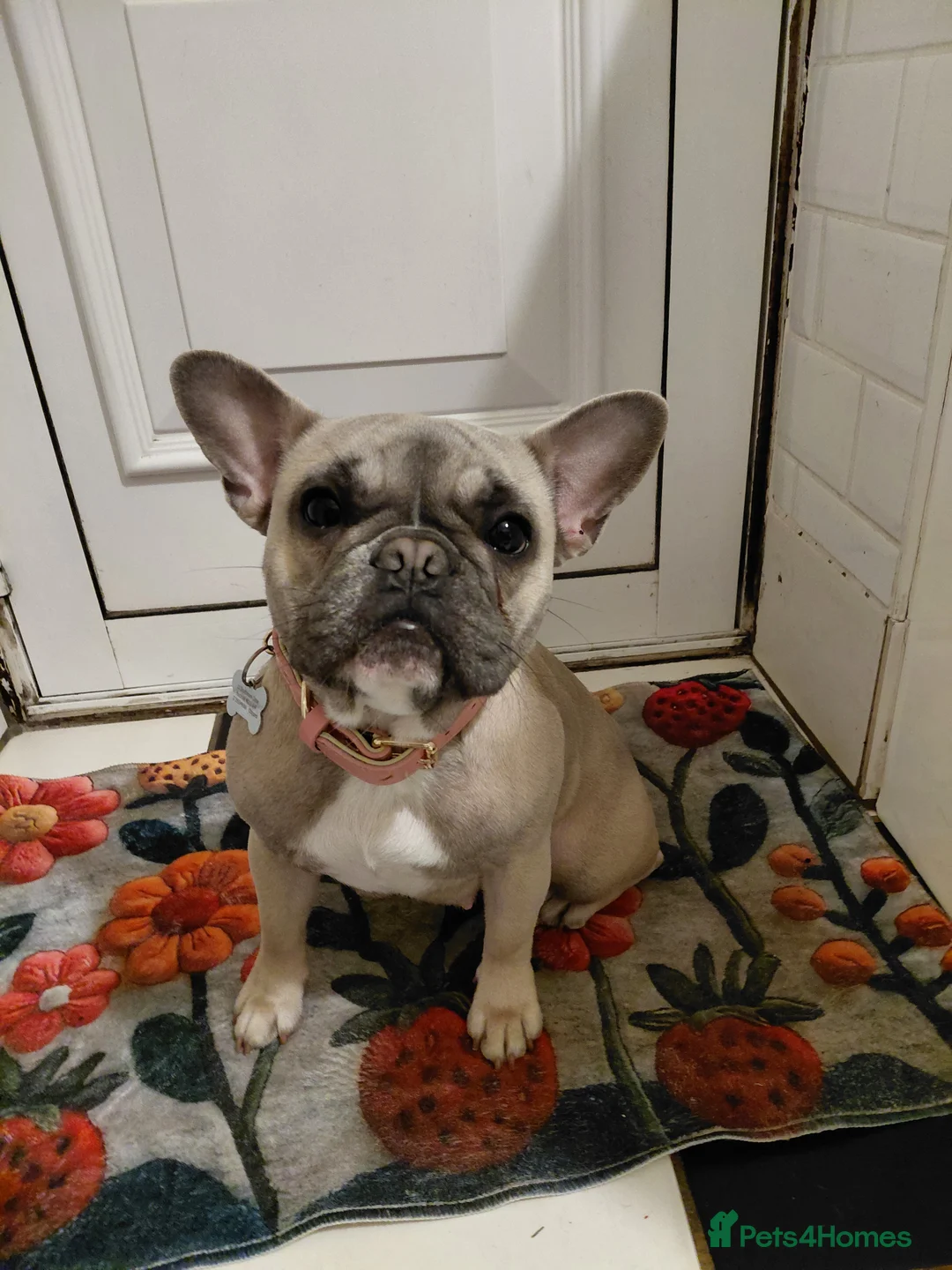 French Bulldog dogs for sale: Female french bulldog in Nottingham - Advert 1