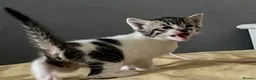 European cats for sale: 4 cute kittens in Bracknell - Advert 9