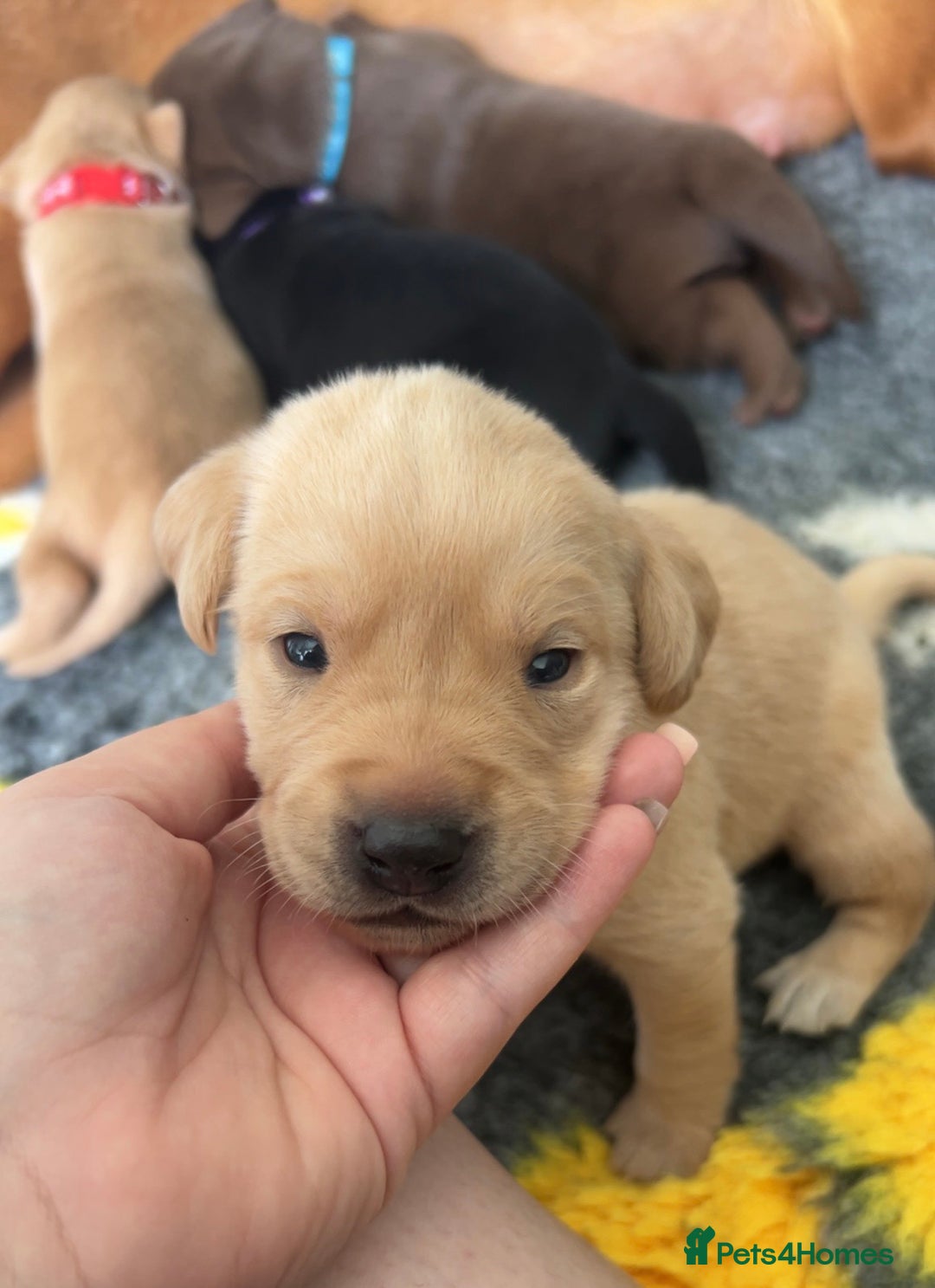 Labrador Retriever dogs for sale: Labrador puppies  - Image 6