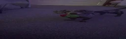 Miniature Dachshund dogs for stud: Marvin - Advert 3