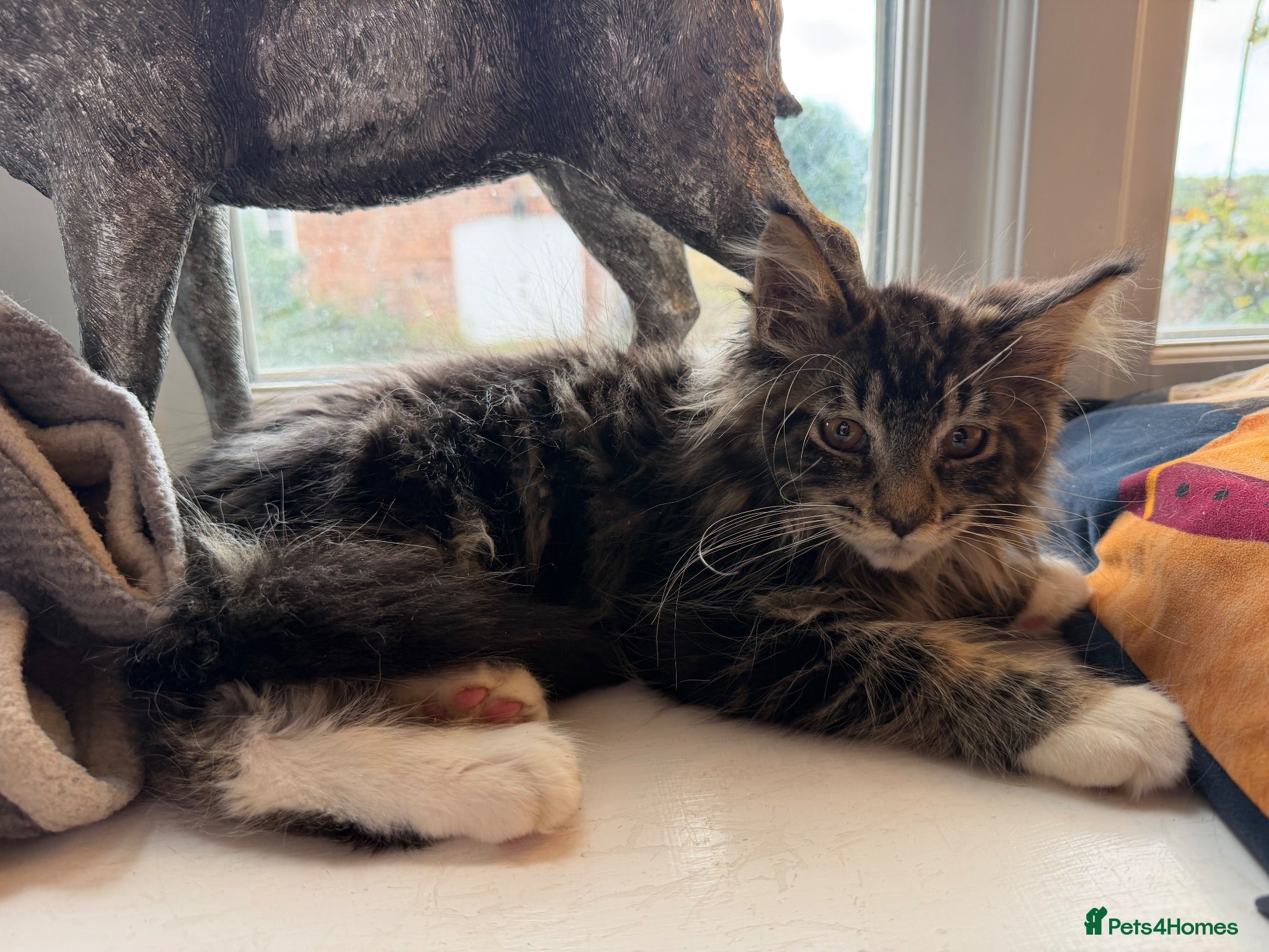 Maine Coon cats Stunning Gccf reg maine coon kittens  - Advert 2
