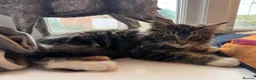 Maine Coon cats for sale: Stunning Gccf reg maine coon kittens  - Advert 2